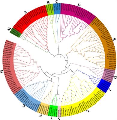 Genome-wide analysis of UDP-glycosyltransferases family and identification of UGT genes involved in drought stress of Platycodon grandiflorus
